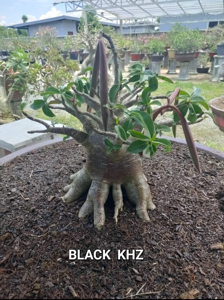 Adenium Arabicum Black KHZ Pack of 3 seeds