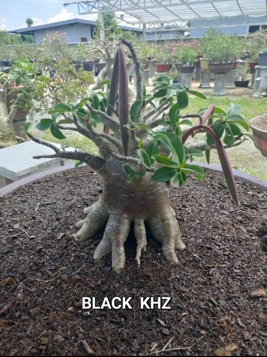 Adenium Arabicum Black KHZ Pack of 3 seeds