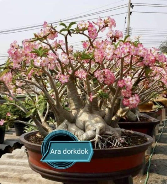 Adenium Arabicum Ara Dork Dork pack of 3 seeds