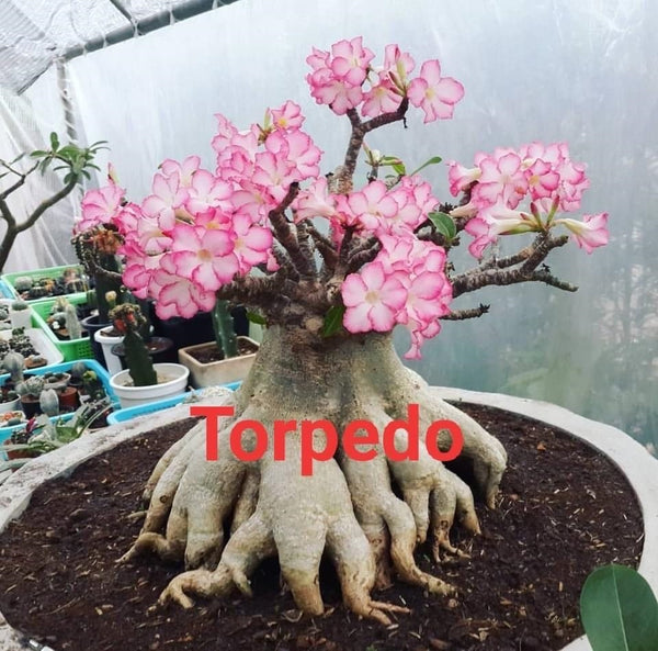 Adenium Arabicum Torpedo Pack of 3 seeds