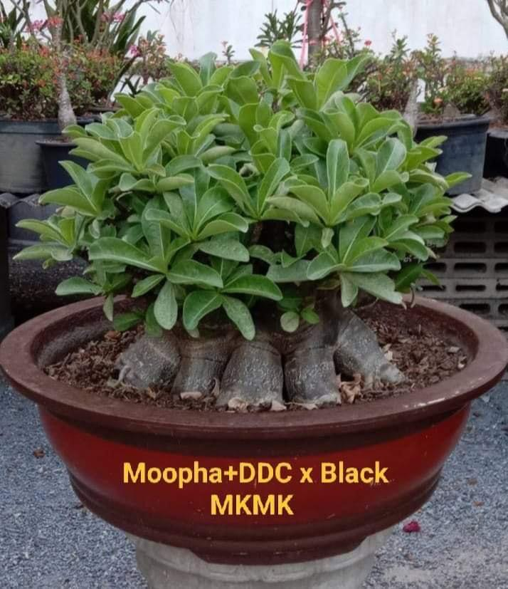 Adenium Arabicum Moopha+DDC x Black MKMK Pack of 3 seeds