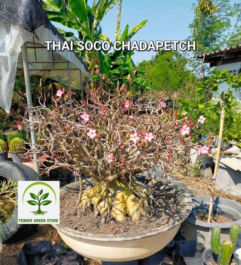 Adenium Arabicum Thai Soco Chadapetch Pack of 3 seeds