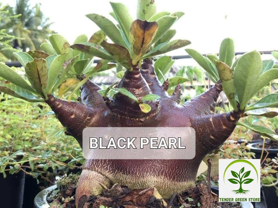 Adenium Arabicum Black Pearl Pack of 3 seeds – Tender Green Store