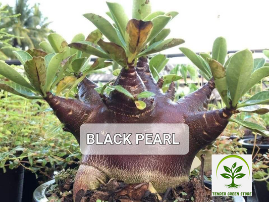 Adenium Arabicum Black Pearl Pack of 3 seeds