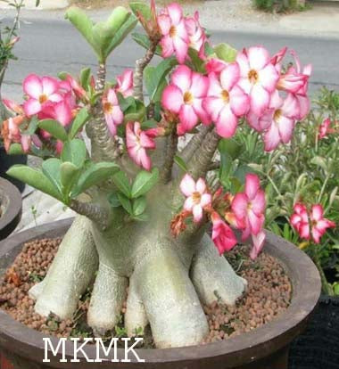 Adenium Arabicum MKMK pack of 3 seeds