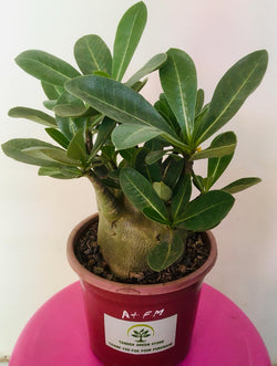 Adenium Arabicum Alien+FM Plant