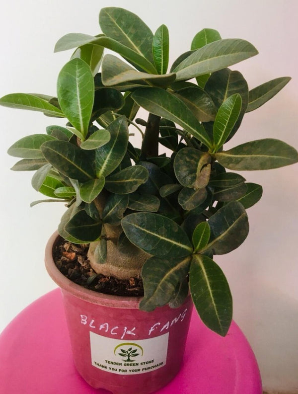 Adenium Arabicum Black Fang Plant