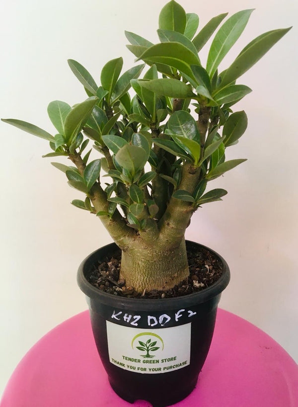 Adenium Arabicum KHZ DD F2 Plant