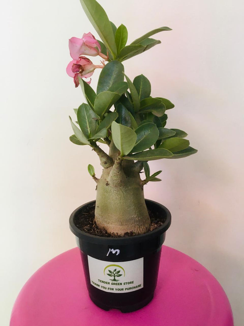 Adenium Arabicum Maniratana Plant