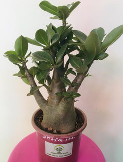 Adenium Arabicum Omega 1 F2 Plant