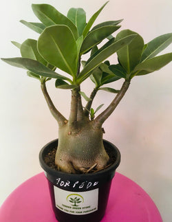 Adenium Arabicum Torpedo Plant