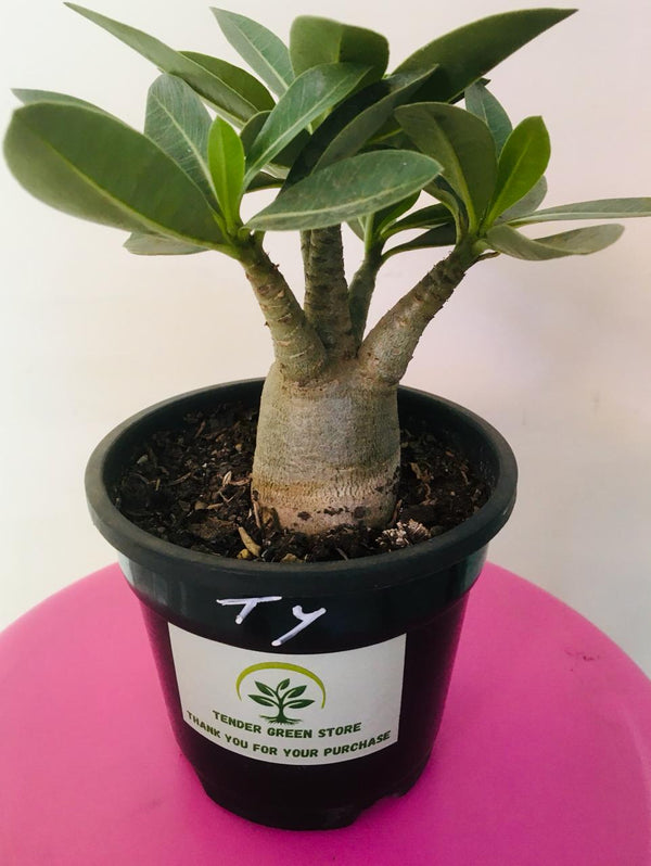 Adenium Arabicum Tyson Plant