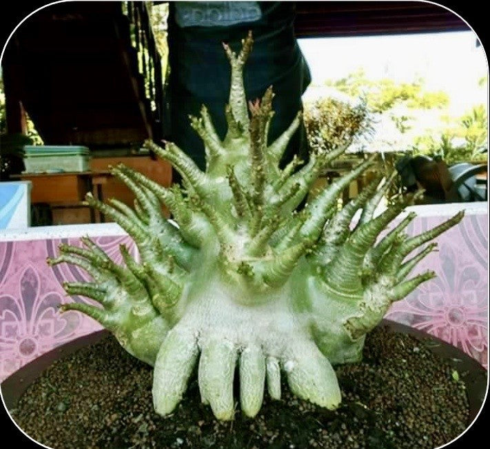 Adenium Arabicum Big Foot Pack of 3 Seeds