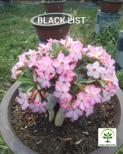 Adenium Arabicum BLack List Pack of 3 seeds