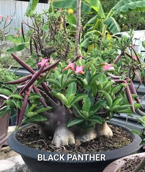 Adenium Arabicum Black Panther Pack of 3 seeds