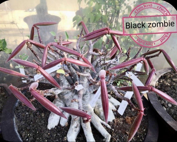 Adenium Arabicum Black Zombie X Onyx Pack of 3 seeds