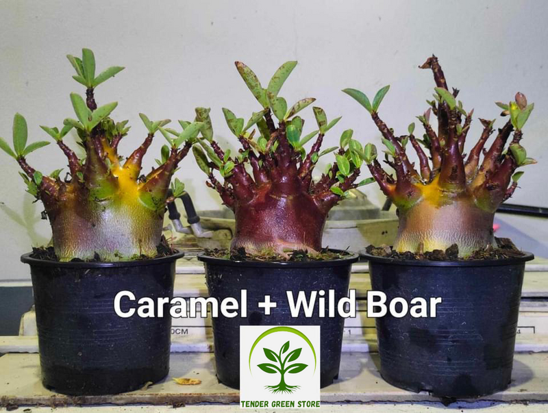 Adenium Arabicum Caramel+Wild Boar Pack of 3 seeds