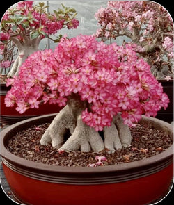 Adenium Arabicum Chada Tung Nang Pack of 3 seeds