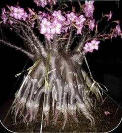 Adenium Arabicum Choco X Black KHZ Pack of 3 Seeds