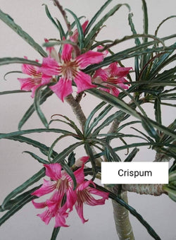 Adenium Crispum Pack of 3 seeds