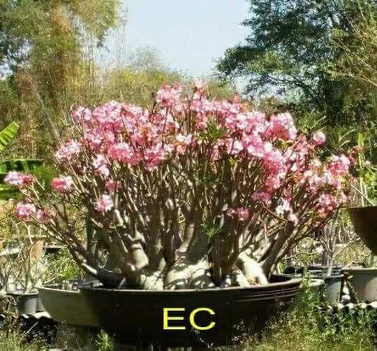 Adenium Arabicum Emerald Crown Pack of 3 seeds