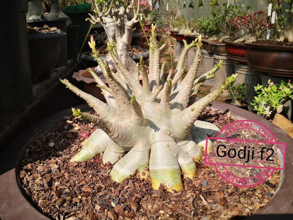 Adenium Arabicum Godji F2 Pack of 3 seeds