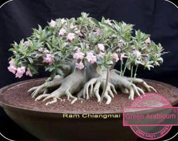 Adenium Green Arabicum Pack of 3 Seeds