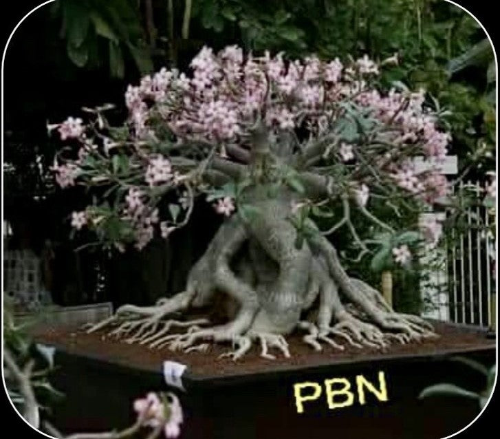 Adenium Arabicum PBN pack of 3 seeds