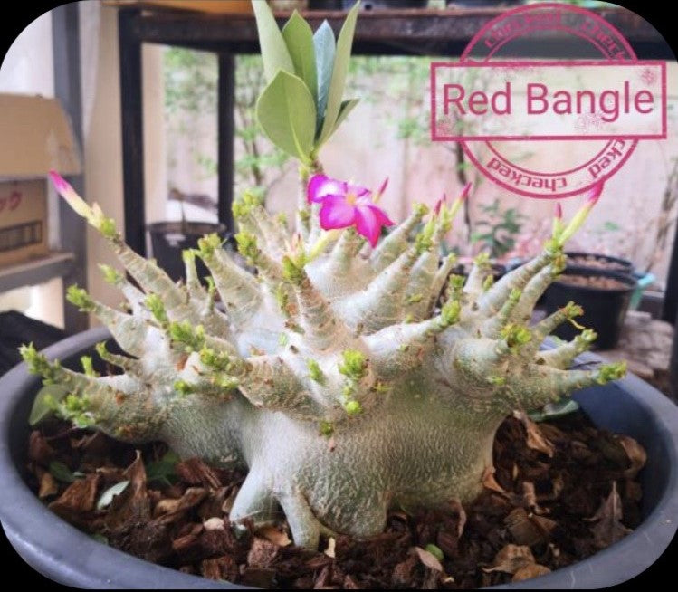 Adenium Arabicum Red Bangle pack of 3 seeds