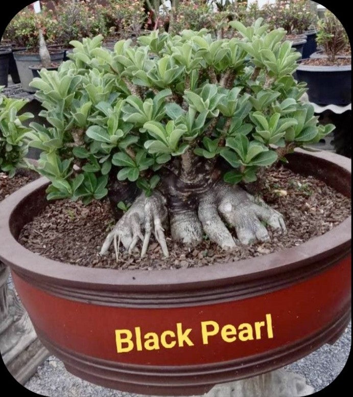 Adenium Arabicum Black Pearl Pack of 3 seeds