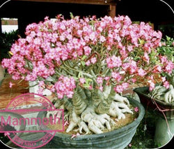 Adenium Arabicum Mammoth pack of 3 seeds