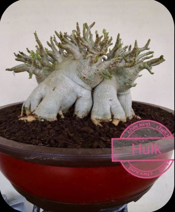 Adenium Arabicum Hulk pack of 3 seeds