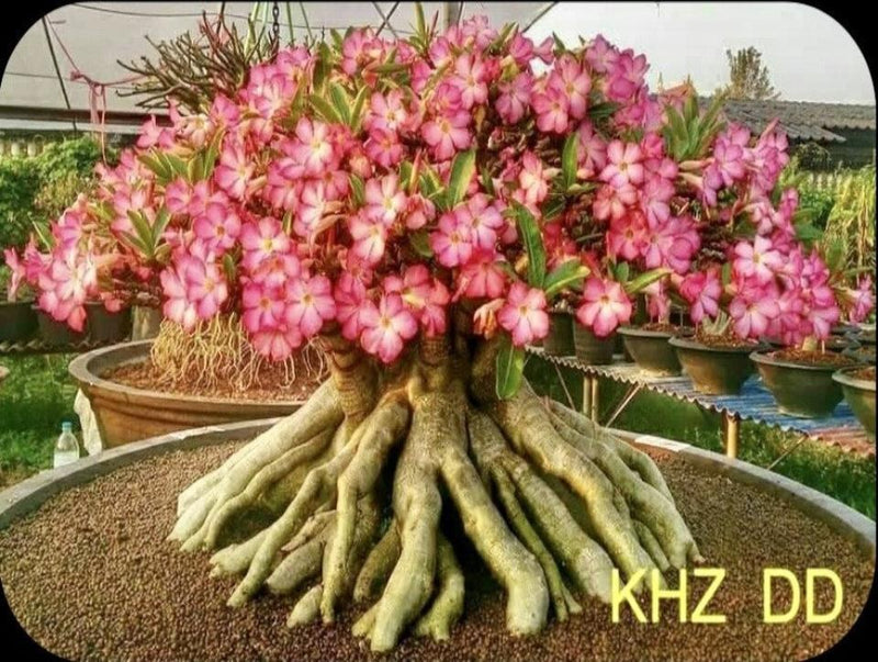 Adenium Arabicum KHZ DD Pack of 3 seeds