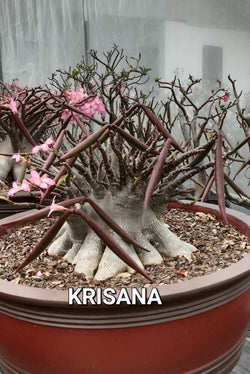 Adenium Arabicum Krishsana Pack of 3 seeds