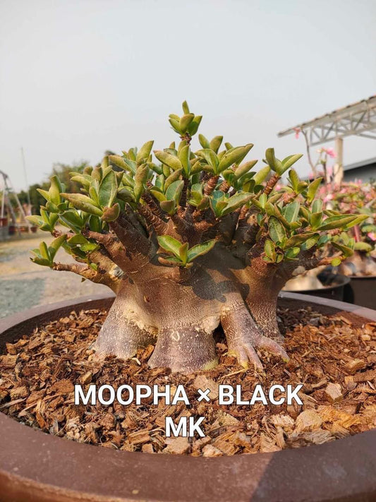 Adenium Arabicum Moopha x Black MKMK Pack of 3 seeds