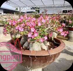 Adenium Arabicum Nangpim Pack of 3 seeds