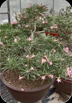 Adenium Arabicum Nova F2 Pack of 3 seeds