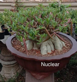 Adenium Arabicum Nuclear Pack of 3 seeds