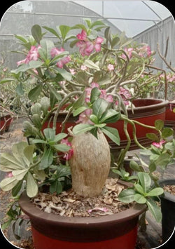 Adenium Arabicum Obesum Kenya Pack of 3 seeds