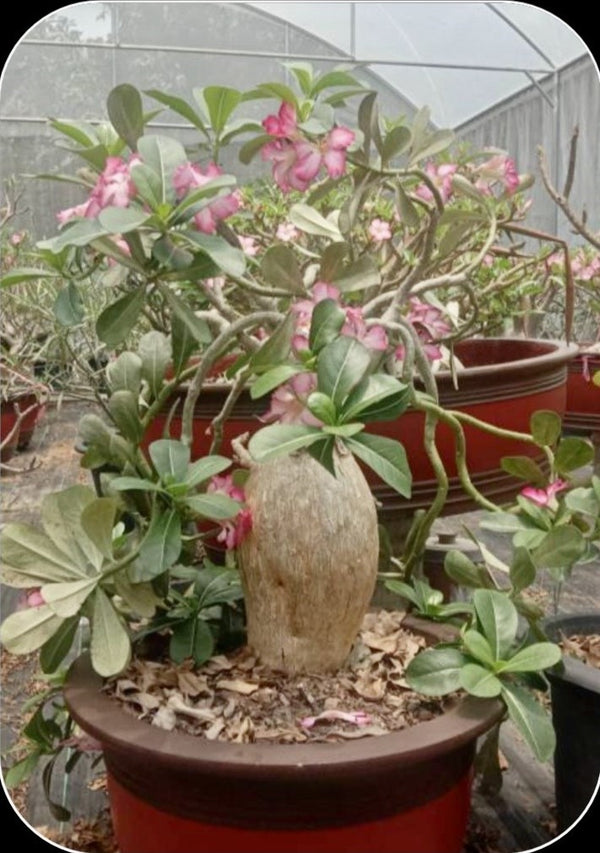 Adenium Arabicum Obesum Kenya Pack of 3 seeds