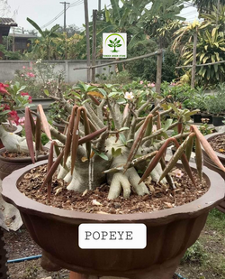 Adenium Arabicum Popeye Pack of 3 seeds