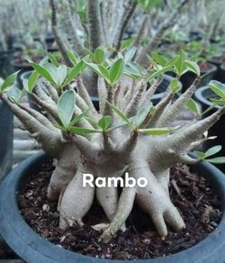 Adenium Arabicum Rambo Pack of 3 seeds