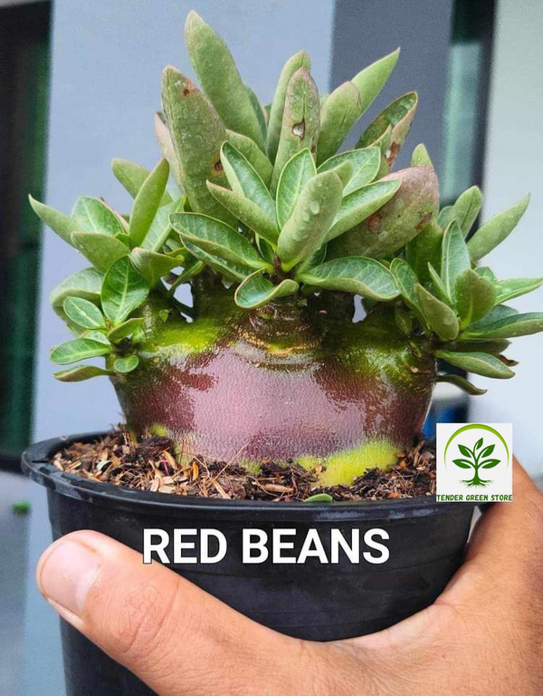 Adenium Arabicum Red Beans Pack of 3 seeds