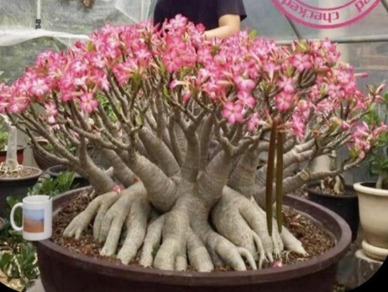 Adenium Arabicum Suayanampetch Pack of 3 Seeds