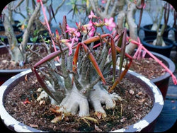 Adenium Arabicum Suranya Pack of 3 Seeds