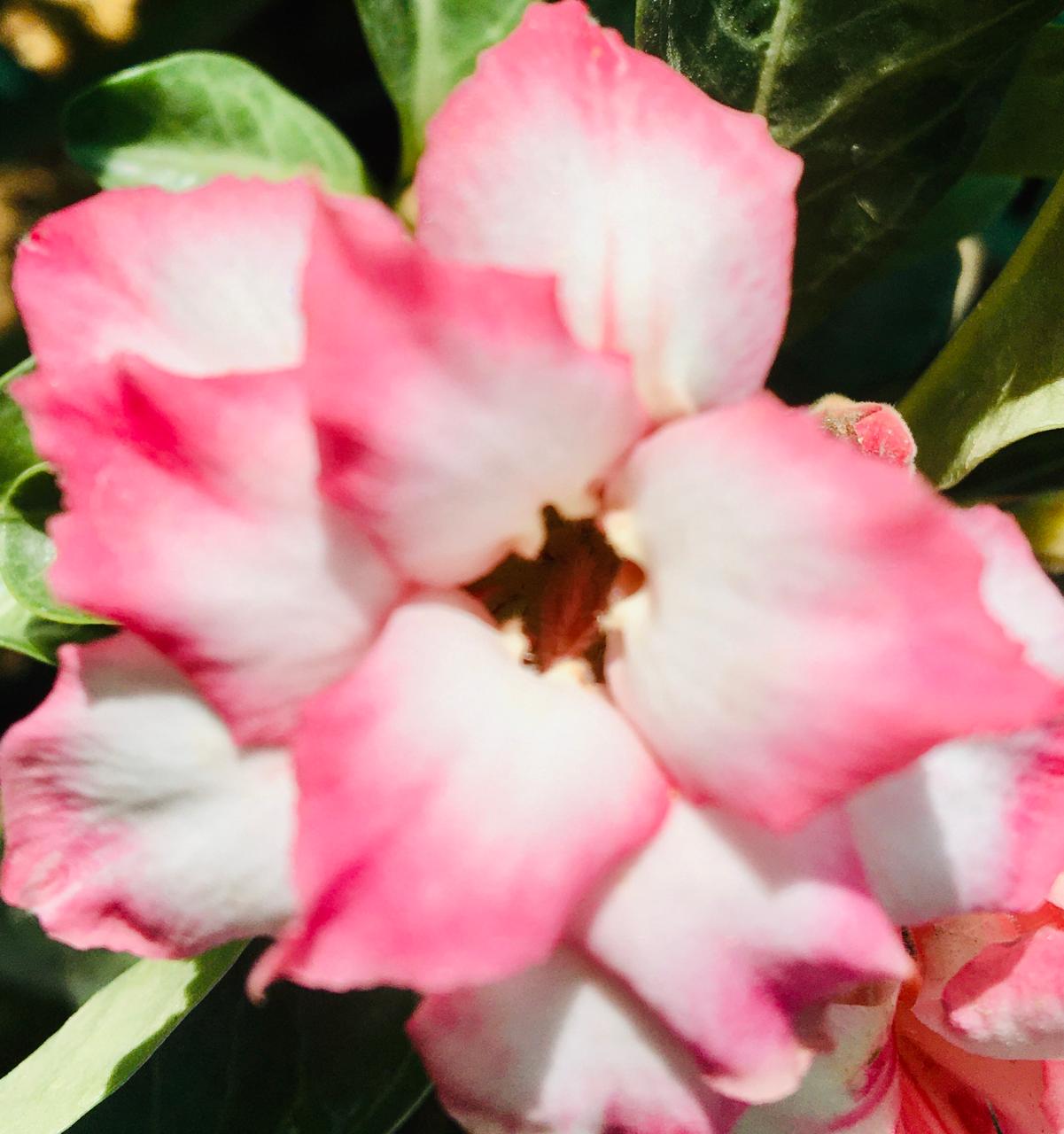 Adenium Grafted Plant Pack of 3