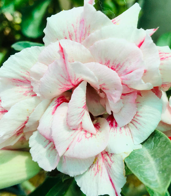 Adenium Grafted Plant Pack of 3