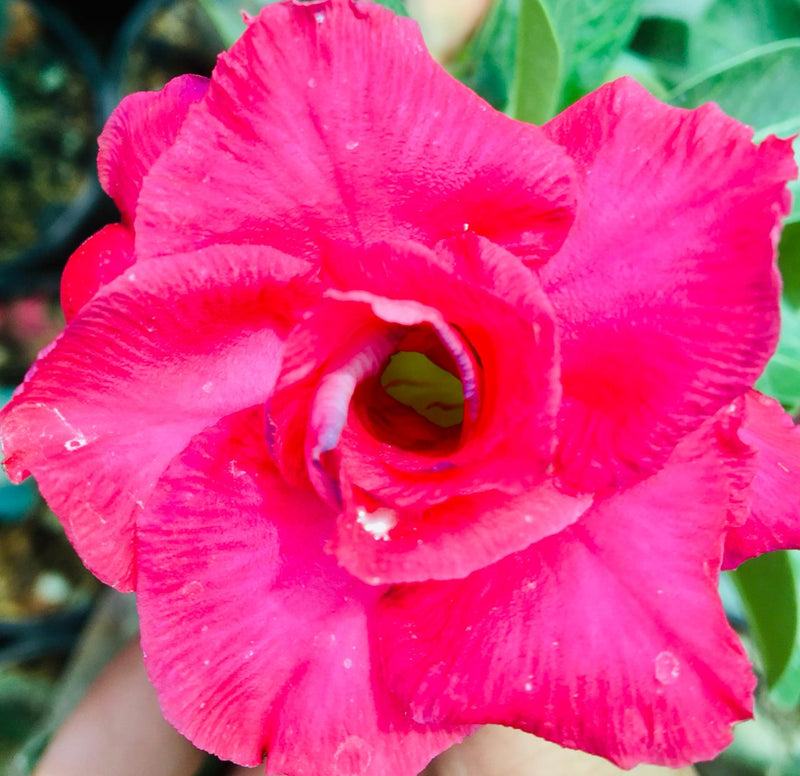 Adenium Grafted Plant Pack of 3