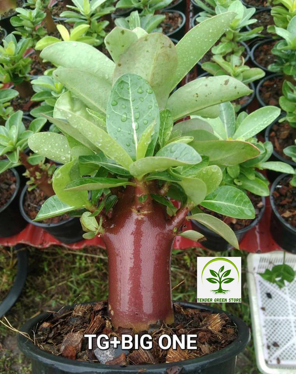 Adenium Arabicum TG + BIG ONE Pack of 3 seeds