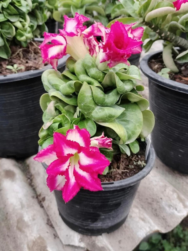 Taiwan Mini Multi petals Adenium Pack of 3 seeds